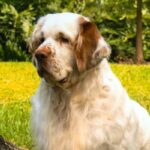 Clumber Spaniel sitting outside on the grass.