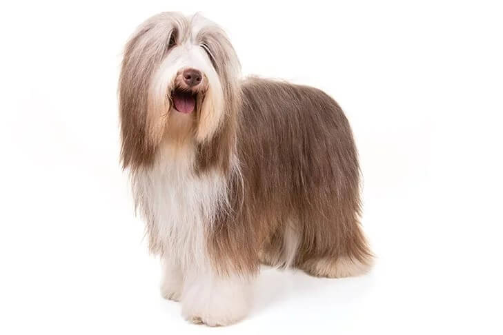 Side photo of a Bearded Collie, isolated on white background.