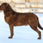 Side photo of a Chesapeake Bay Retriever standing in the snow.