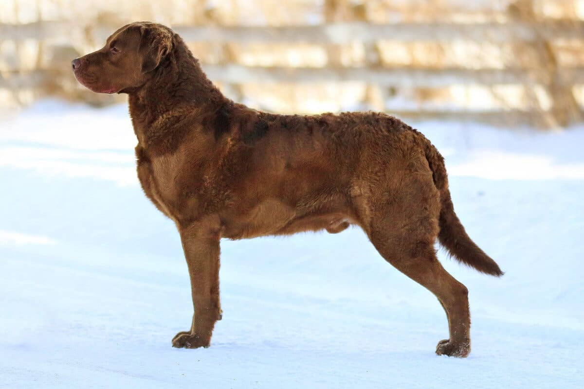 Side photo of a Chesapeake Bay Retriever standing in the snow.