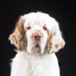 Close up head photo of a Clumber Spaniel, isolated on black background.