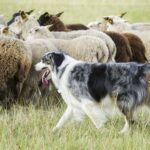 Australian Shepherd dog herding cattle.