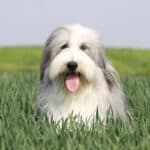 Bearded Collie dog lying outside on the field.