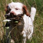 Clumber Spaniel running in tall grass with a bird in his mouth.