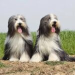 Two Bearded Collies sitting side-by-side on a dirt patch in the field.