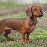 Dachshund standing on a field.