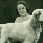 Old historic black-and-white photo of a Clumber Spaniel dog standing stacked.
