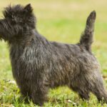 Cairn Terrier standing in the grass.