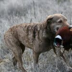 Chesapeake Bay Retriever standing in the field with a bird in his mouth.