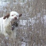 Clumber Spaniel dog running outside in snowy terrain with a bird in his mouth.