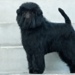 Side photo of a black Affenpinscher standing on stairs.