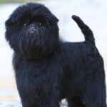 Black Affenpinscher standing and looking towards the camera.