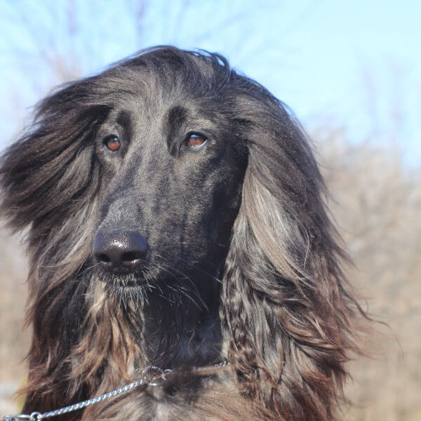 A close up photo of Afghan Hound's head.