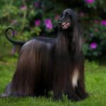 Afghan Hound standing outside in the grass.