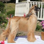 An Afghan Hound standing in the backyard.