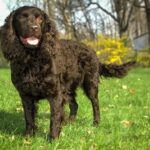 American Water Spaniel standing outside in the grass.