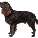 Side photo of an American Water Spaniel, isolated on white background.