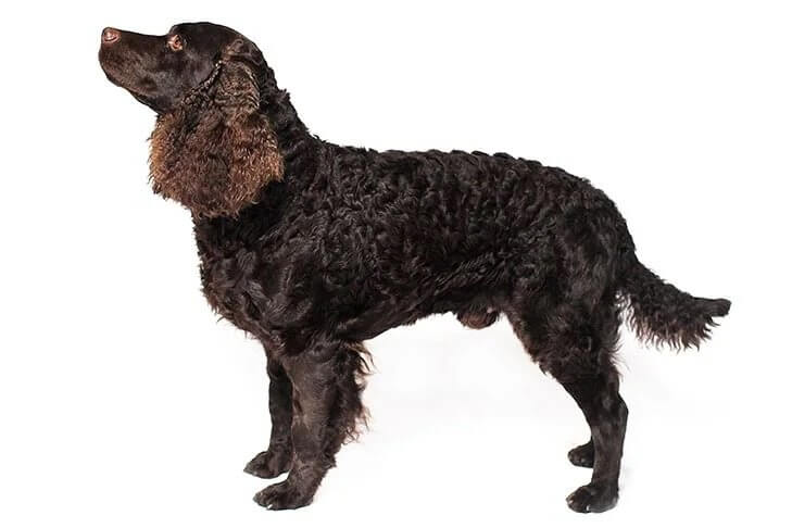 Side photo of an American Water Spaniel, isolated on white background.