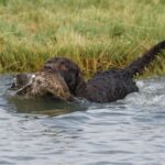 An American Water Spaniel swimming and carrying a duck in its mouth.