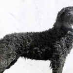 Old historic black-and-white photo of an American Water Spaniel.