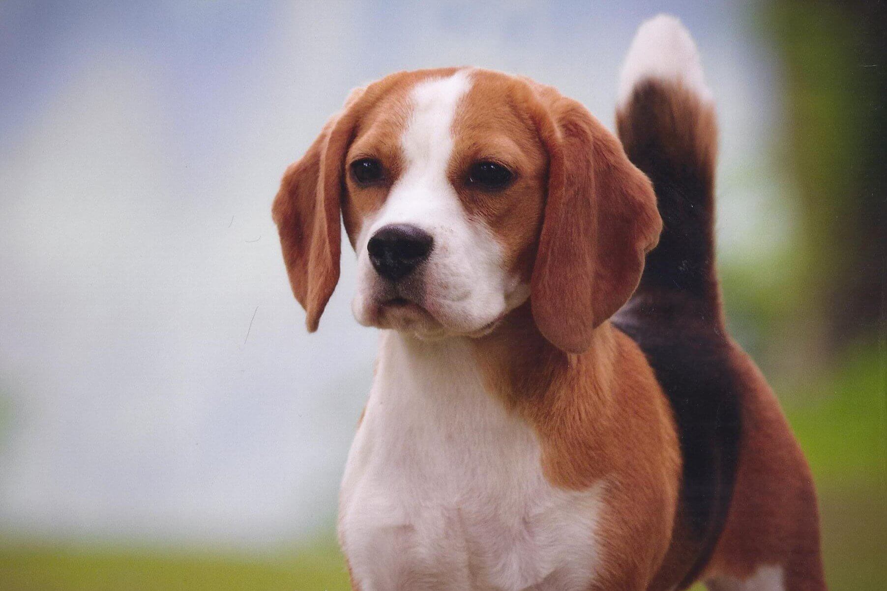 A Beagle standing in grass.
