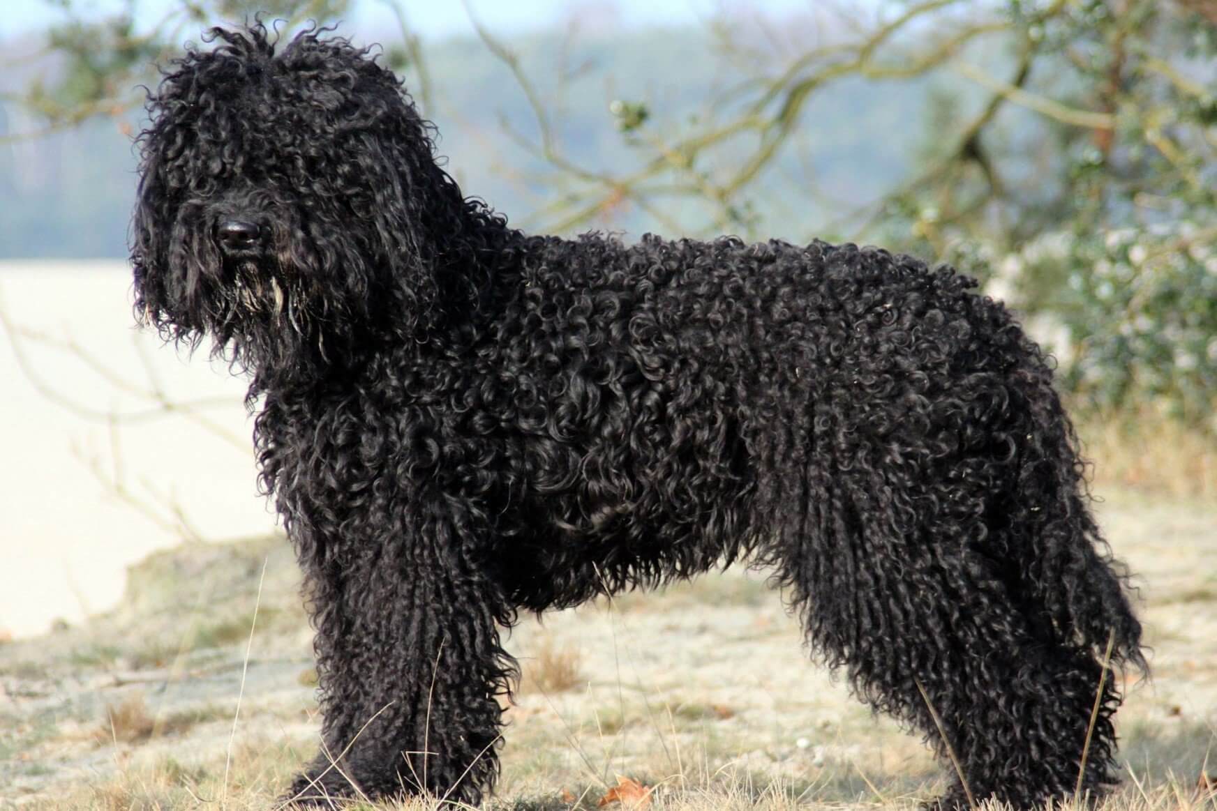 Pekingese dog showcasing excellence at the 2021 dog show