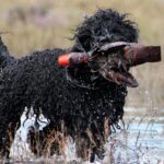 A wet Barbet dog proudly carries a rubber duck in its mouth while exiting the water.