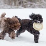 Two Barbet dogs joyfully sprint through the snowy landscape, chasing a frisbee with excitement.