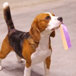 Beagle looking up with a pink ribbon in his mouth.