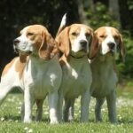 Three beagles standing next to each other in grass.