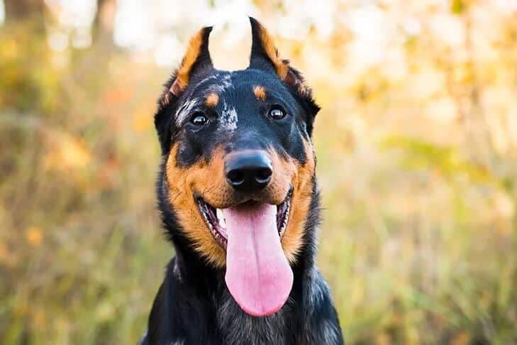 Close-up head photo of a Beauceron dog smiling.