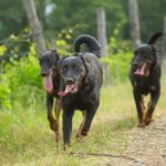 Three Beaucerons are walking through the grass.