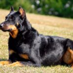 Close-up photo of a Beauceron dog lying on the grass.