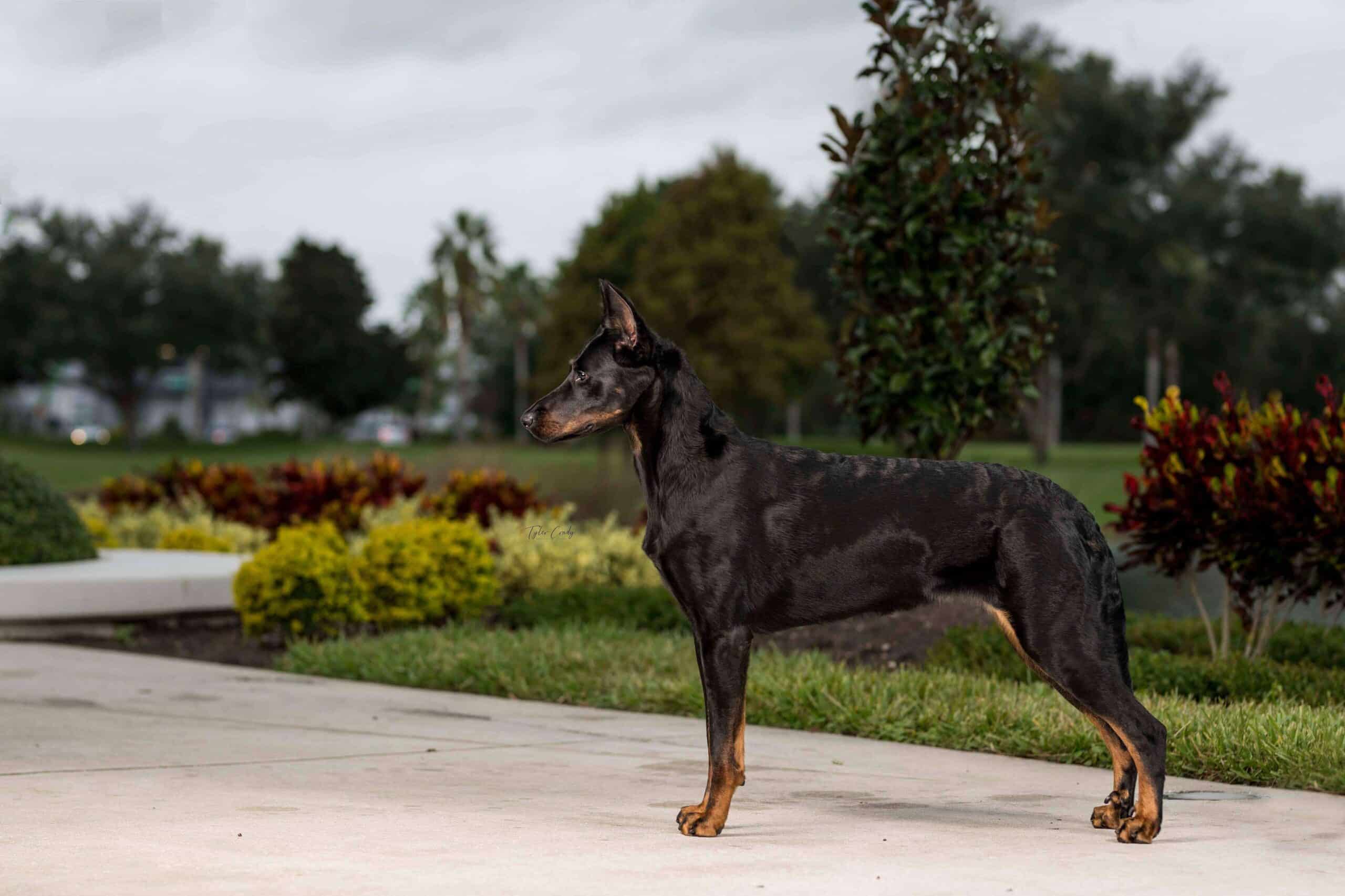 A side photo of a Beauceron dog standing on a sidewalk, looking in the distance.