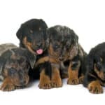 A photo of four Beauceron puupies isolated on white background.