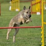 Belgian Laeknois jumping over an obstacle while participating in a dog sport.