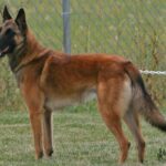 Belgian Malinois standing outside in the yard.