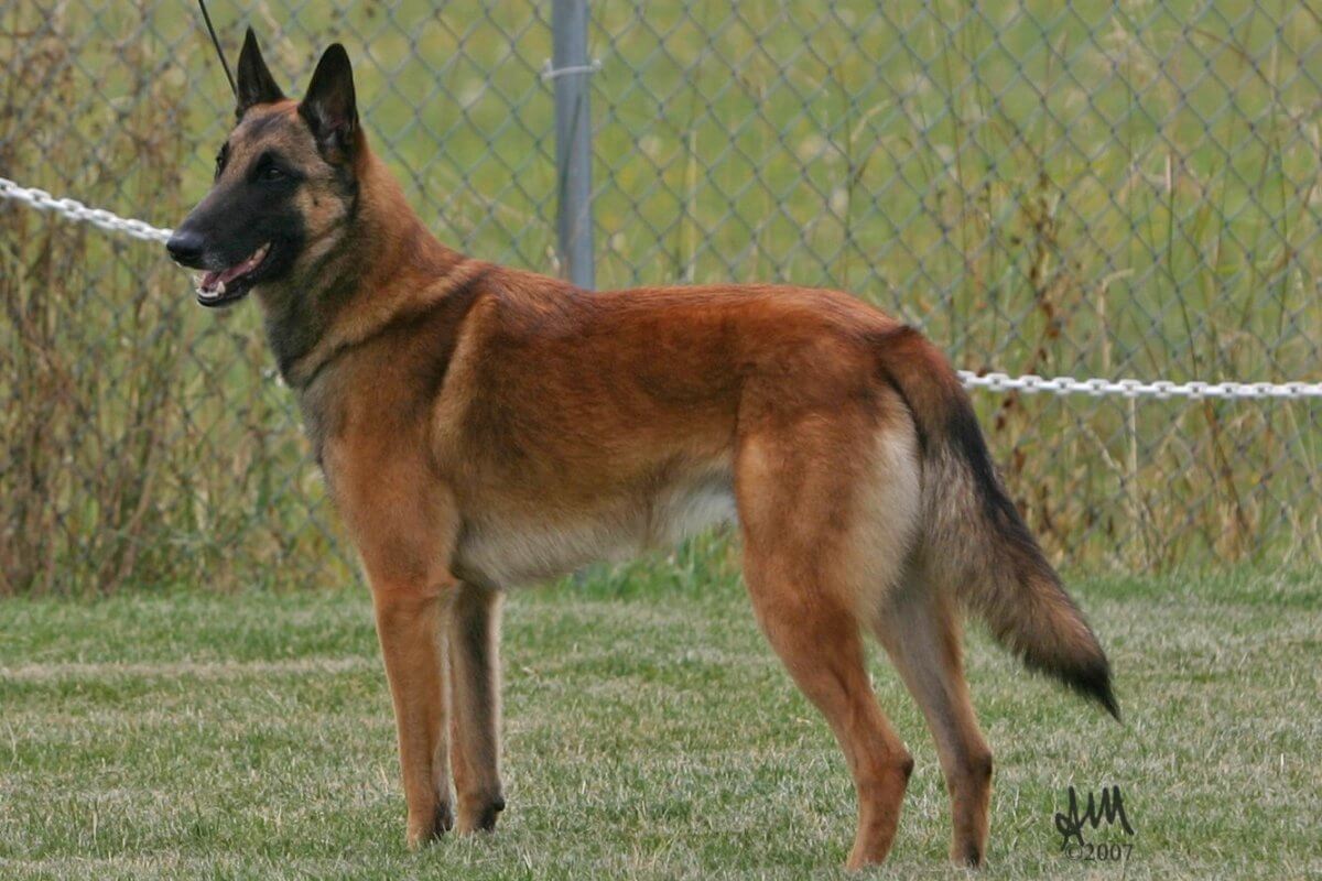 Belgian Malinois standing outside in the yard.