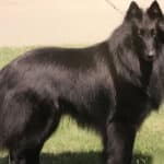 Belgian Sheepdog standing outside in the grass.