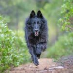 Belgian Sheepdog running on a trail through the woods.