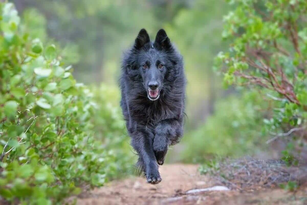 Belgian Sheepdog running on a trail through the woods.
