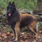 A Belgian Tervuren standing tall with a thick, long coat and a confident expression.