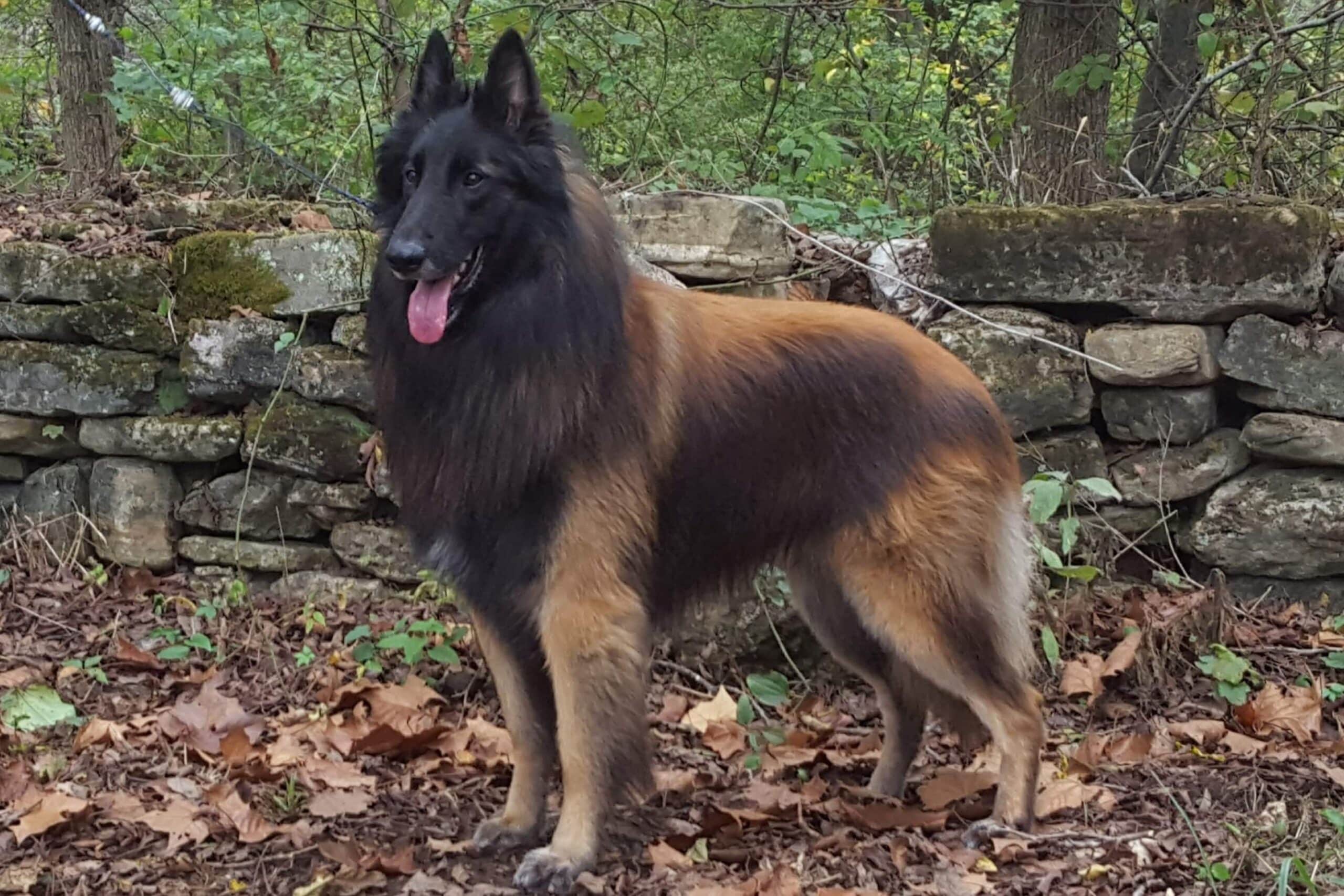 A Belgian Tervuren standing tall with a thick, long coat and a confident expression.