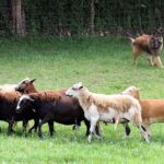 A Belgian Tervuren dog herding sheep in a field.
