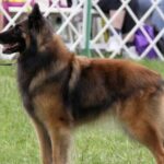 A Belgian Tervuren dog standing and looking attentively at his handler in the conformation show ring.