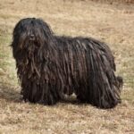 Side photo of a Bergamasco sheepdog standing upright on grass.