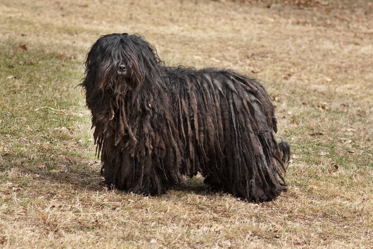 Side photo of a Bergamasco sheepdog standing upright on grass.