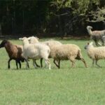 Berger Picard herding sheep outside in the field.