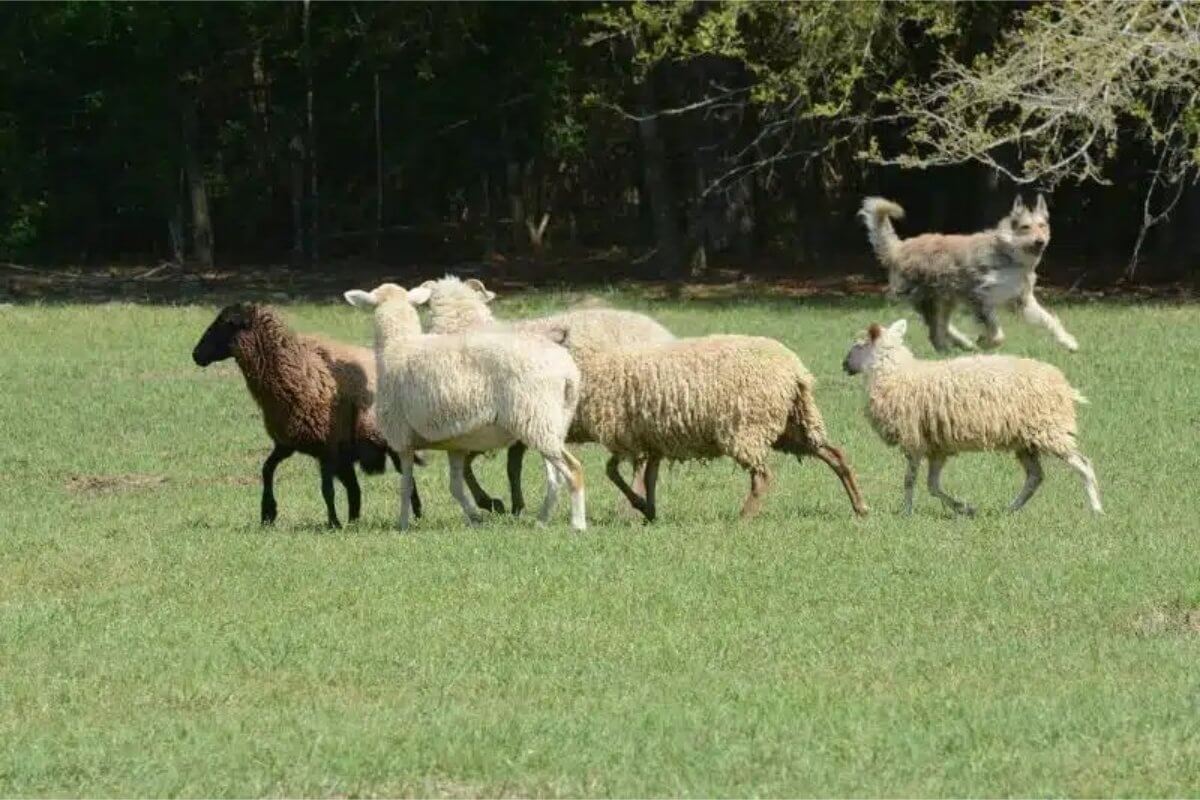 Berger Picard herding sheep outside in the field.
