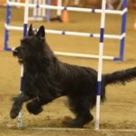 Berger Picard competing at Agility dog sport.